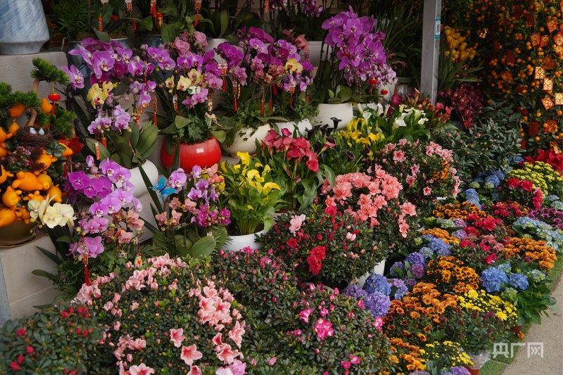 宁迎春花市开市 姹紫嫣红迎新春CQ9电子最新网站2025南(图2)